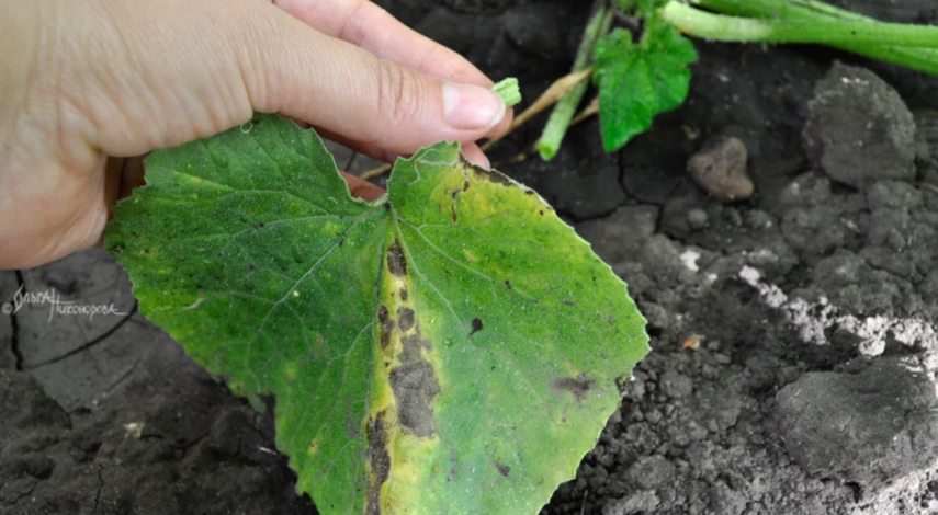 почему гниют кабачки