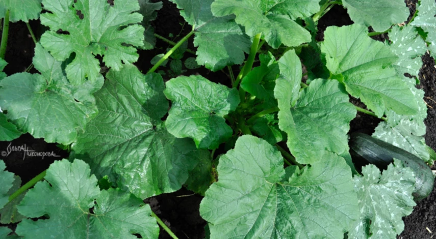 Что делать, если гниют кабачки на кусте