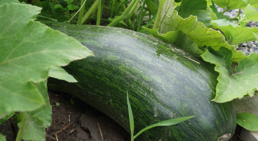 профилактика гниения кабачков