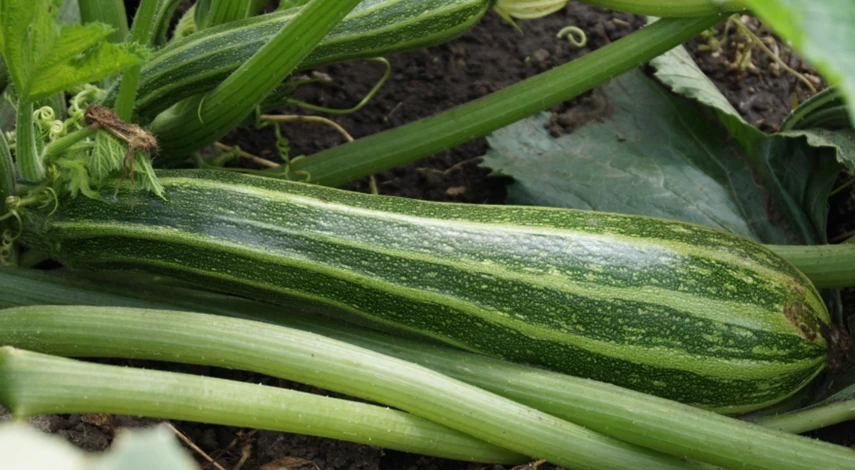 Гниют кабачки на кусте