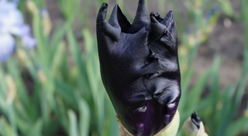 Когда нельзя пересаживать ирисы