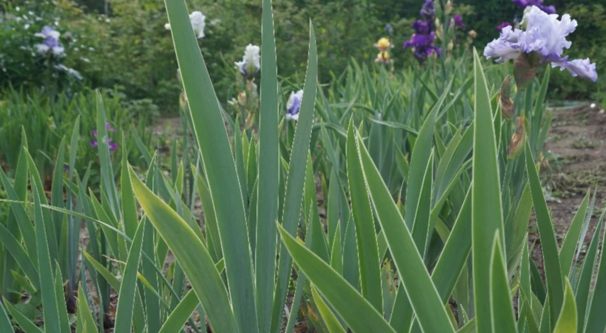 Лунный календарь пересадки ирисов