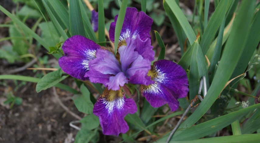 Сроки пересадки ирисов осенью