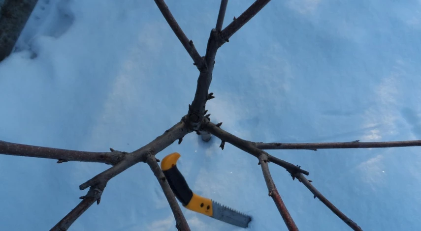 как формировать черешню весной