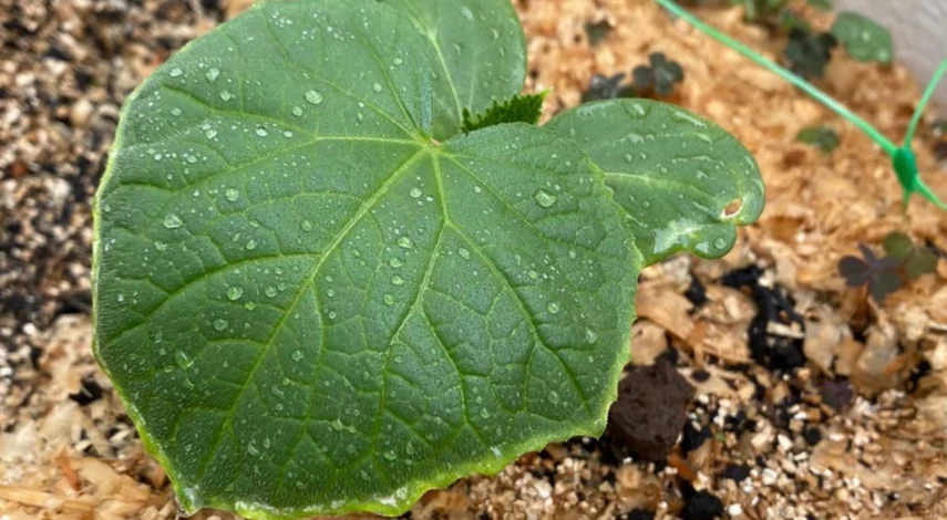 Почему не растут огурцы в теплице