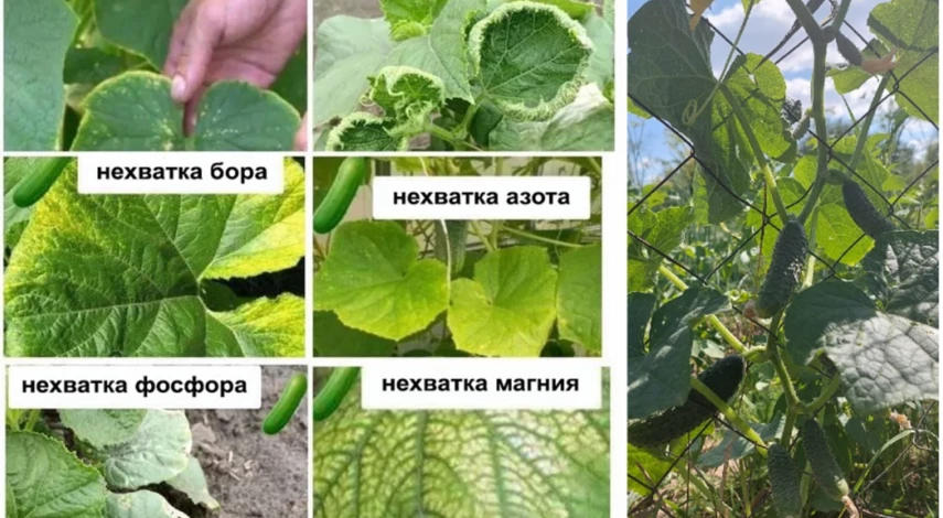 не растут тепличные огурцы