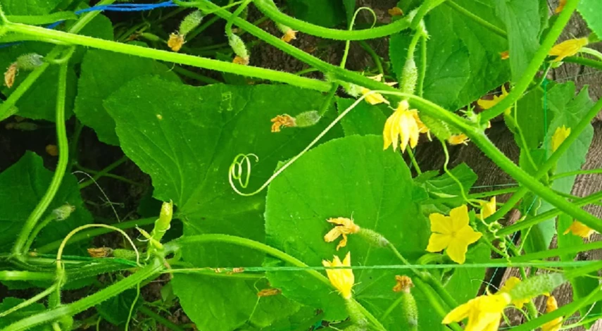 стимуляция роста огурцов в теплице