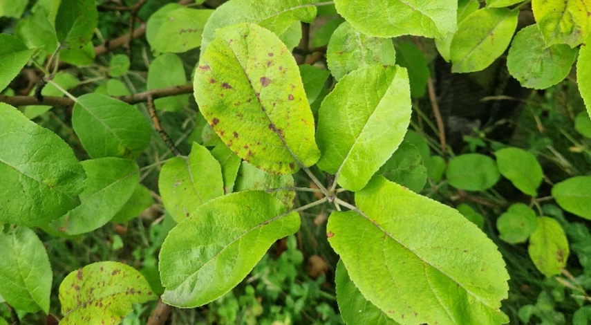 Борьба с паршой на яблоках