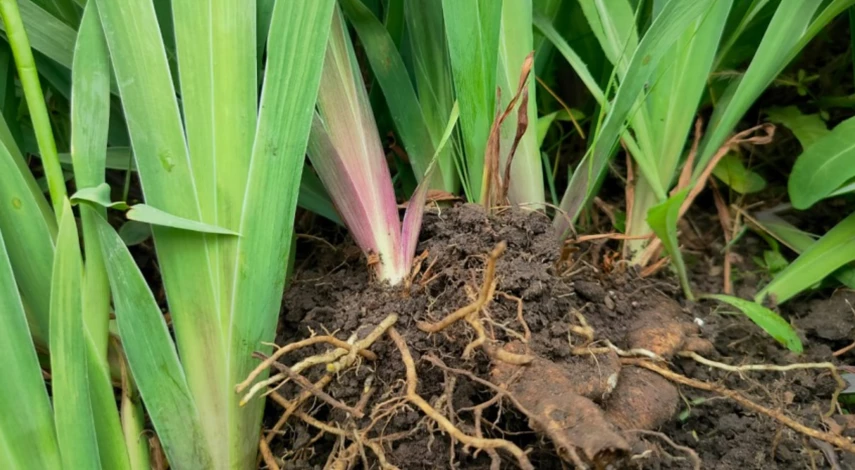 Подготовка ирисов к пересадке