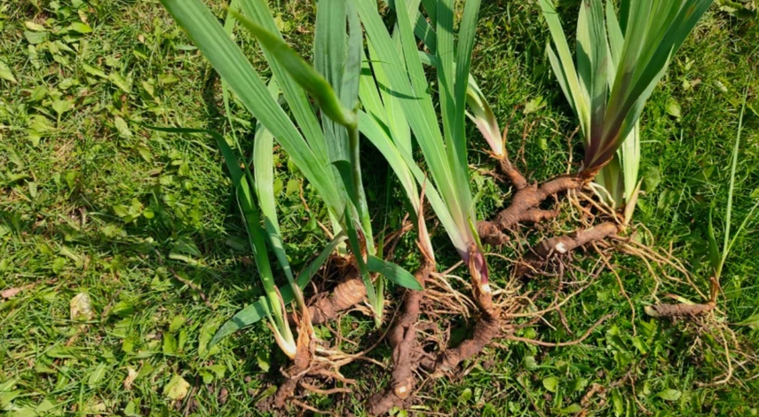 Пересадка ирисов летом