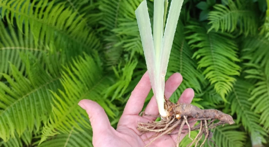 Как пересадить ирисы