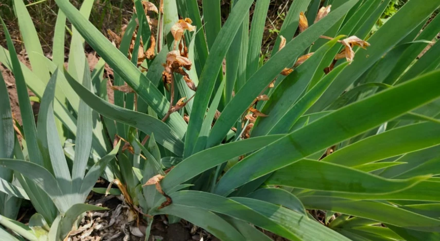 Пересадка ириса