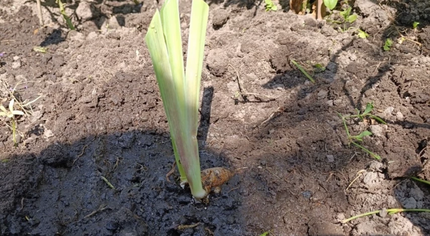 уход за ирисами после пересадки