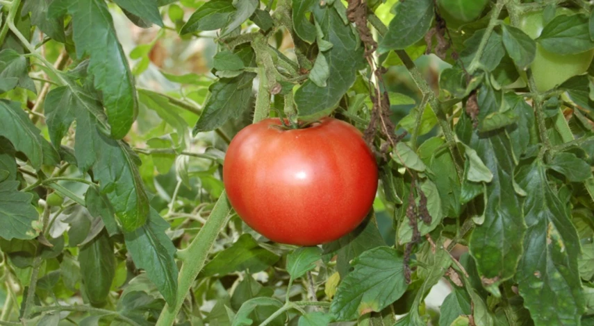 Что делать в августе на даче