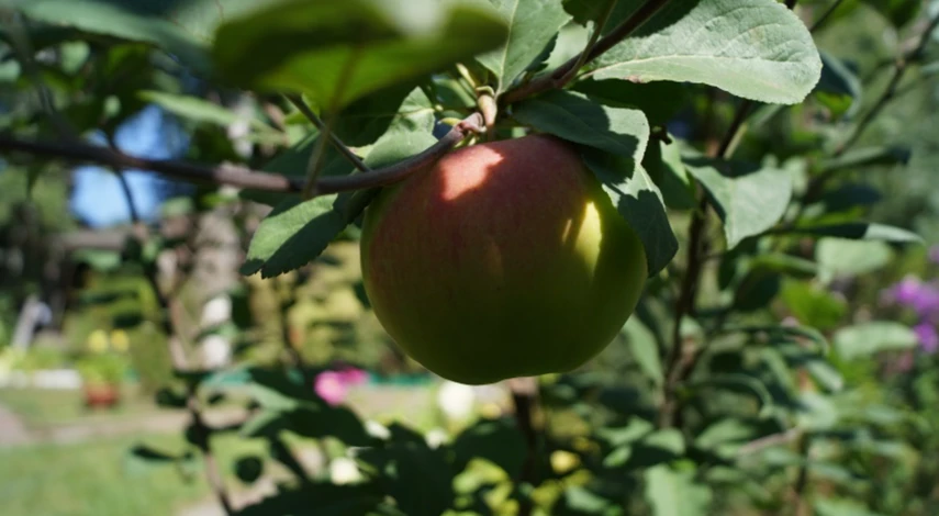 Календарь работ на даче в августе