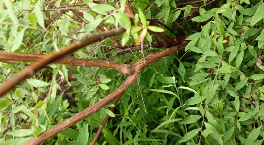 Омолаживающая обрезка спиреи