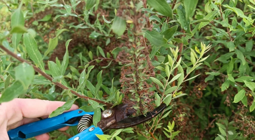 Обрезка спиреи после цветения