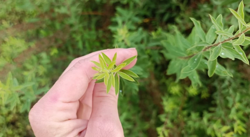 Формирующая обрезка спиреи