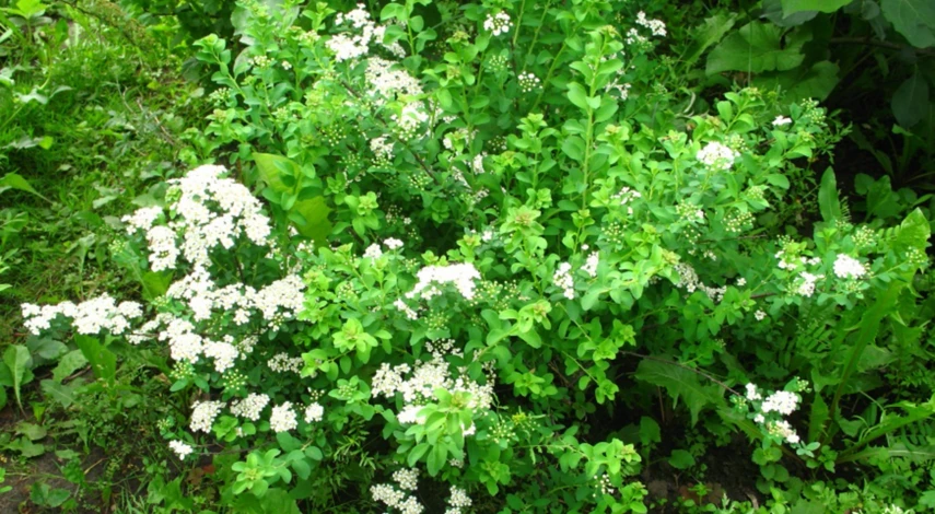 Обрезка спиреи Вангутта