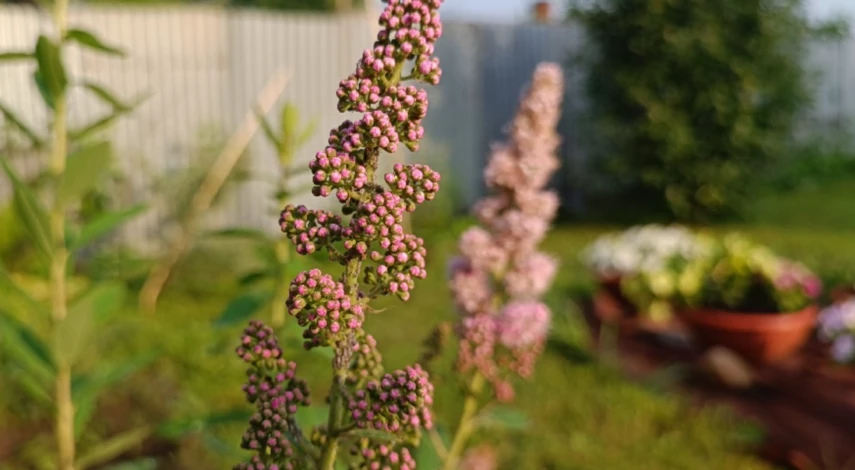 Когда обрезать спирею