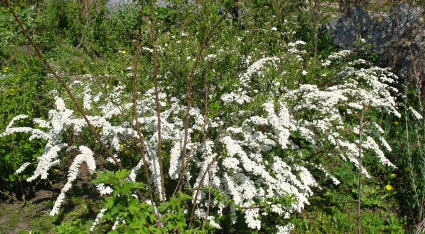 Обрезка серой спиреи Грефшейм