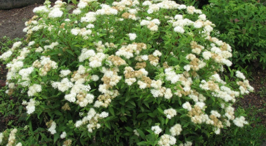 обрезка японской спиреи