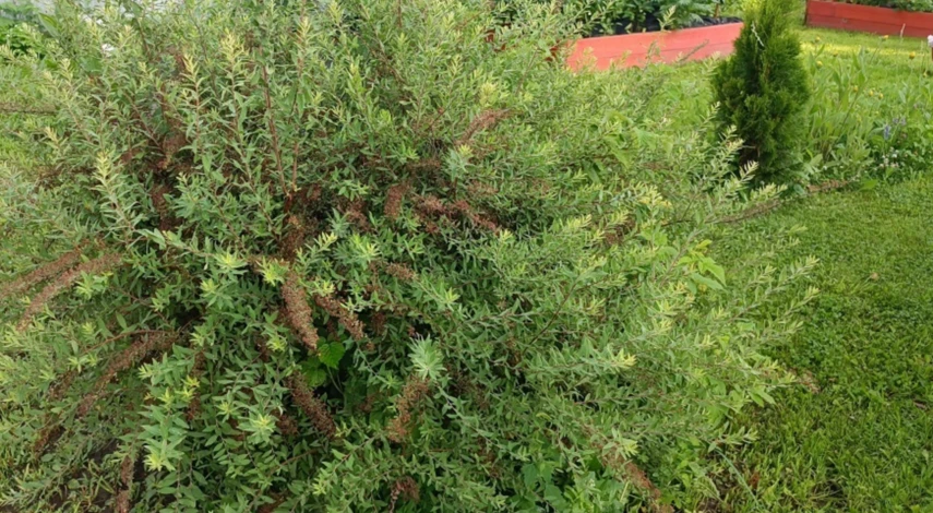 Сроки обрезки спиреи