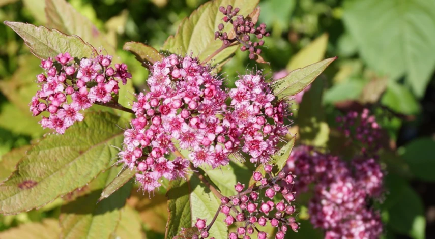 Подкормка спиреи после обрезки