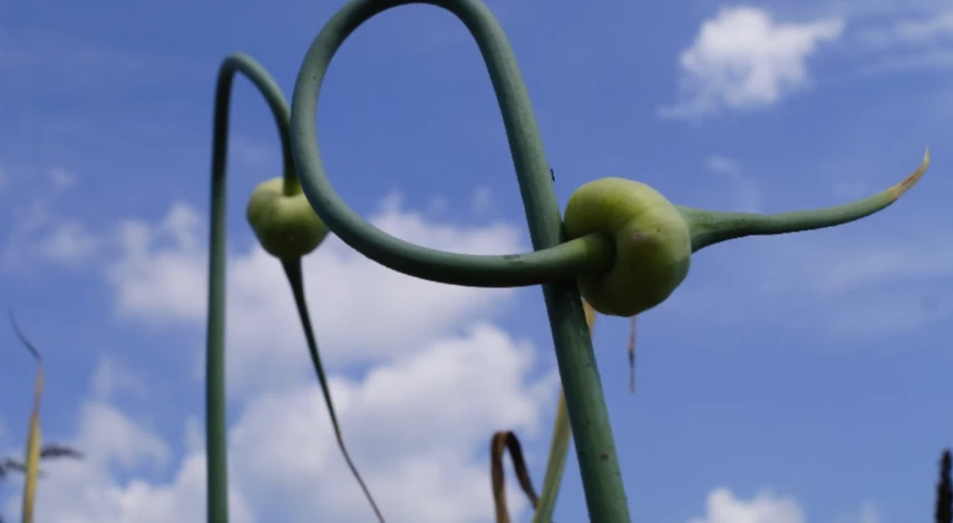 Чеснок для малосольных огурцов