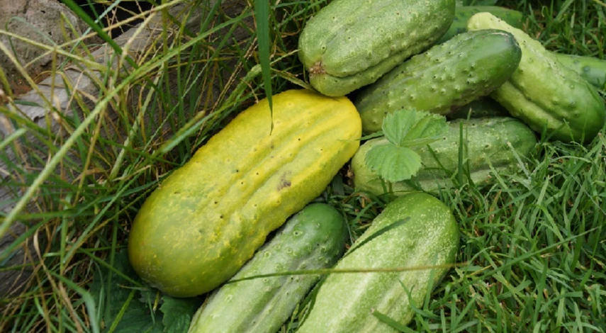 Быстрые малосольные огурцы