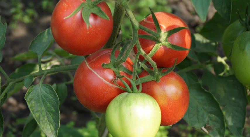 Почему трескаются томаты в теплице