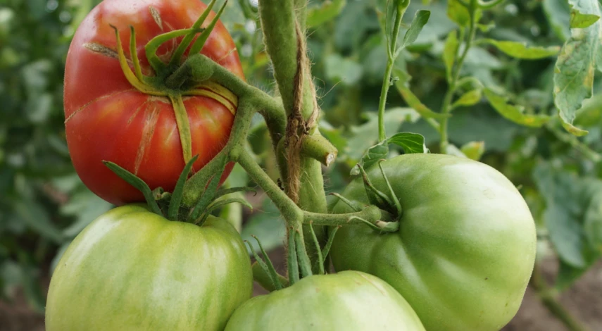 Почему трескаются помидоры в теплице