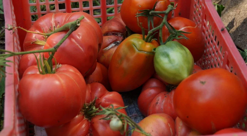 Трескаются и гниют помидоры