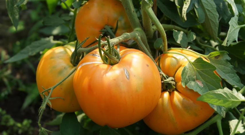 Причины трещин на томатах