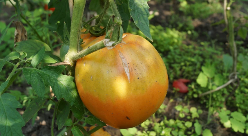 Что делать, если трескаются томаты