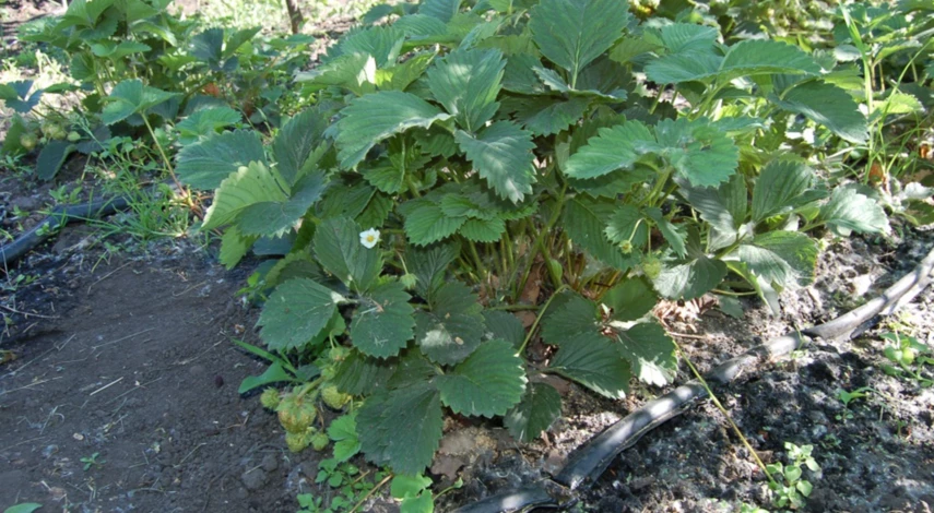 Когда пересаживать клубнику