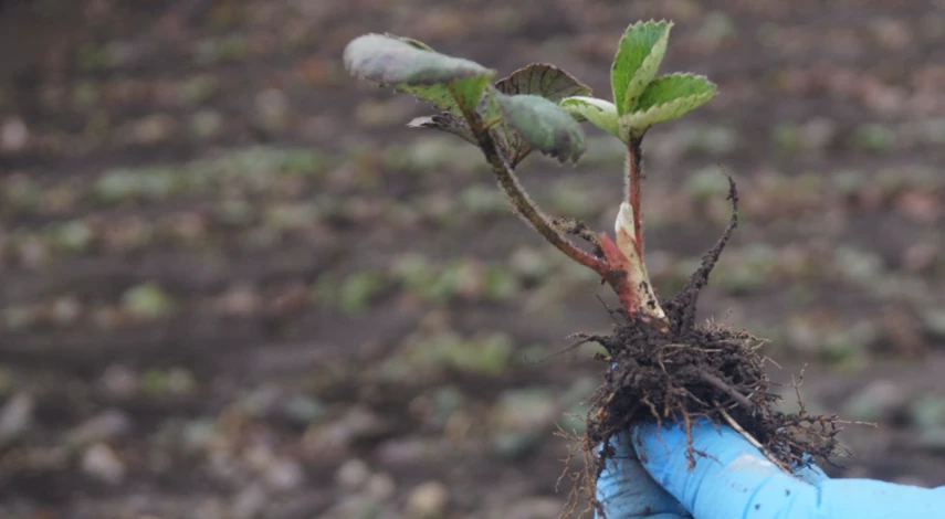 пересадки земляники садовой