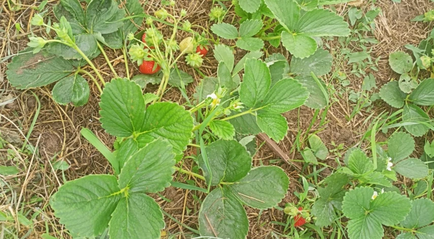 Пересадка клубники на новое место