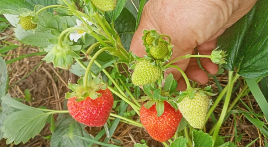 Место для пересадки клубники