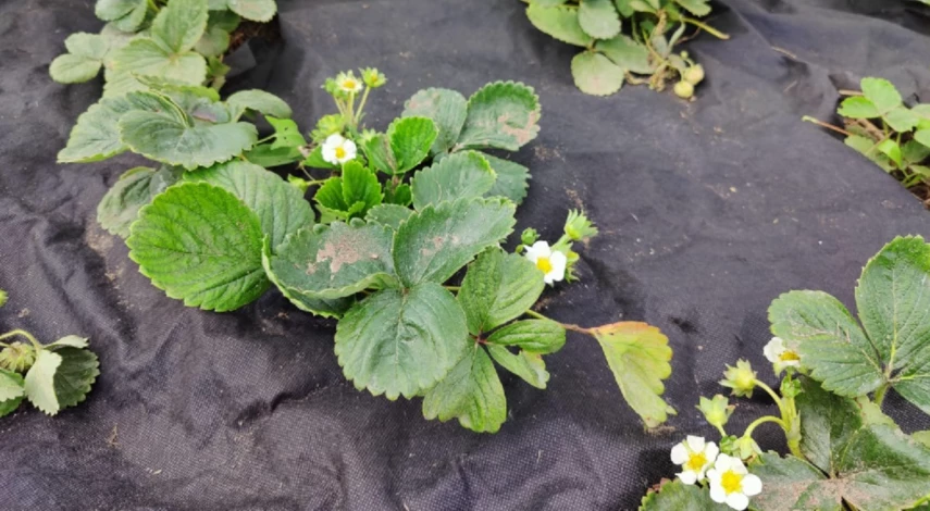 Пересадка земляники на грядку