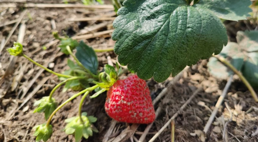 Пересадка клубники осенью