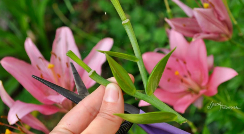 Пересадка лилий после цветения