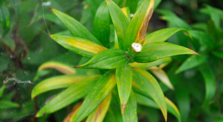 Когда пересаживать лилии