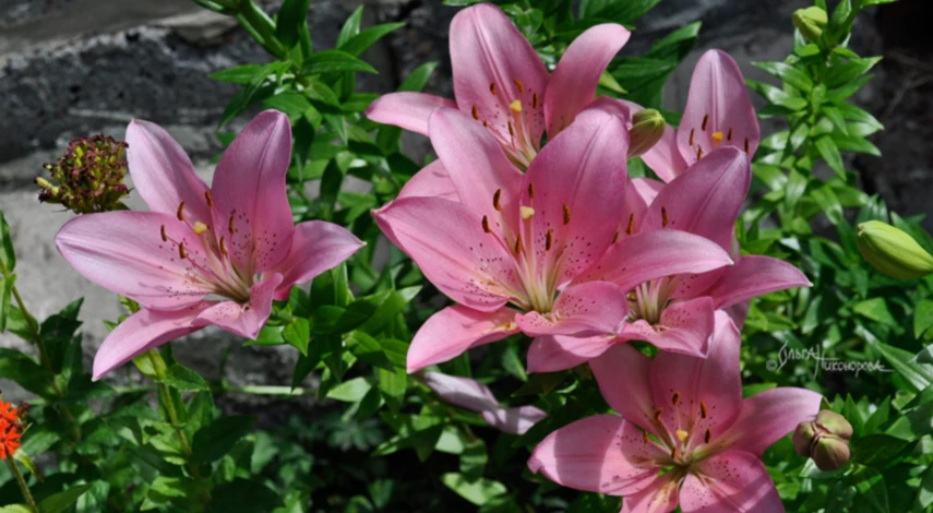 Зачем пересаживать лилии