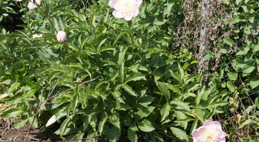 Сроки пересадки пиона летом