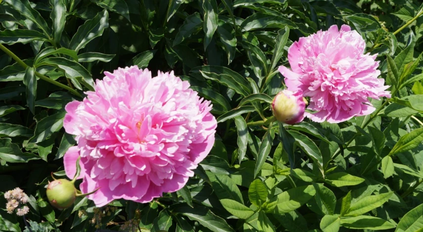 Сроки пересадки травянистых пионов