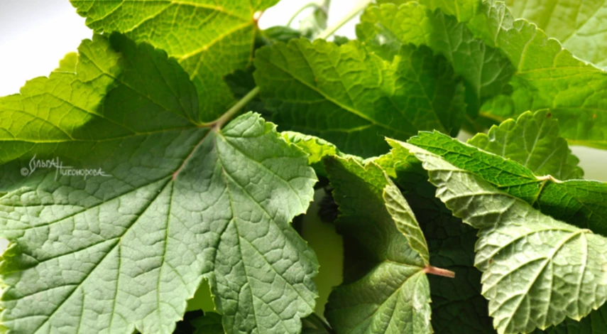 Сроки сбора листьев смородины