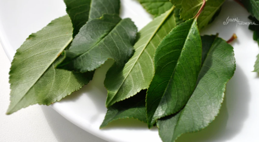Когда собирать листья вишни