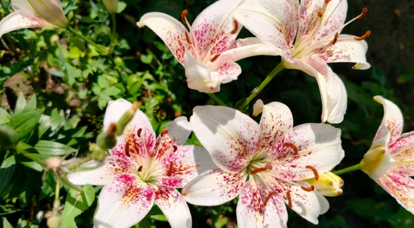 Пересадка лилий