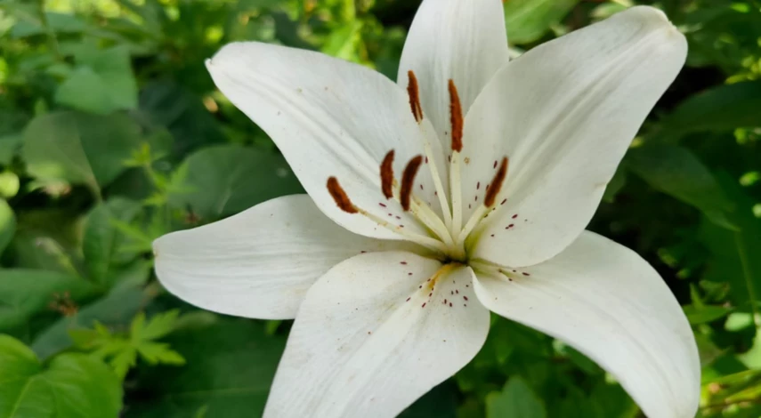 Место для пересадки лилий